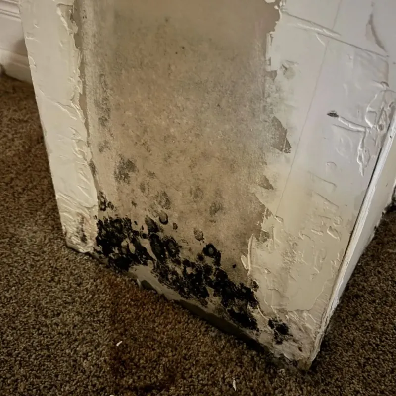 Professional Mold Removal in Long County, GA